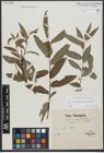 Foto von Salix triandra L. x Salix viminalis L.